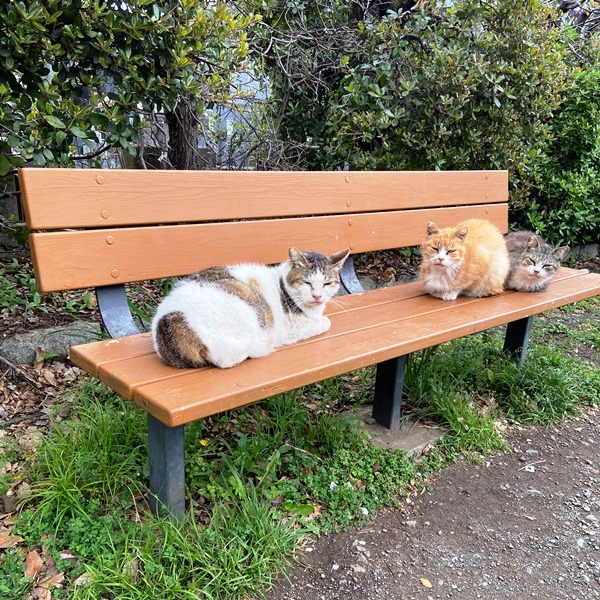 加瀬山のネコたち（その2） ／夢見ヶ崎動物公園: ナミキデザインのブログ