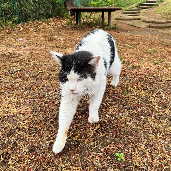 加瀬山のネコたち（その2） ／夢見ヶ崎動物公園: ナミキデザインのブログ