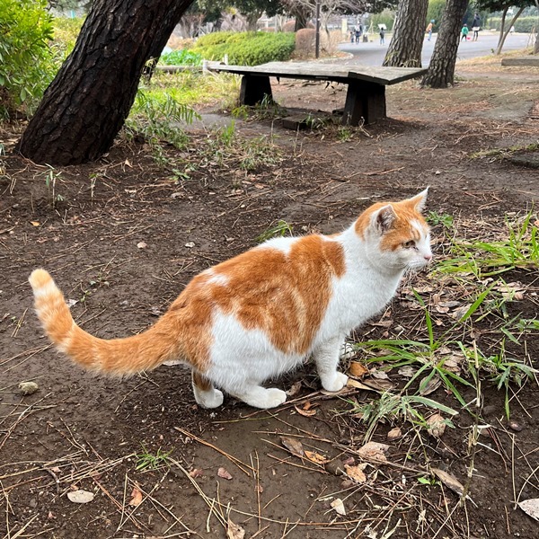 加瀬山のネコたち（その2） ／夢見ヶ崎動物公園: ナミキデザインのブログ