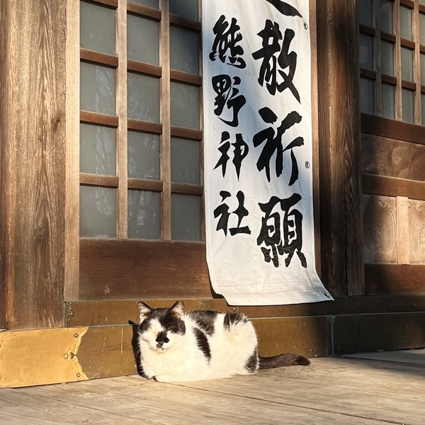 加瀬山のネコたち（その1）／夢見ヶ崎動物公園: ナミキデザインのブログ