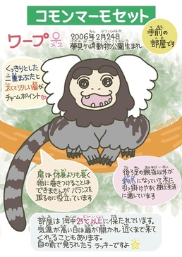 コモンマーモセット・ワープ_紹介_01.jpg
