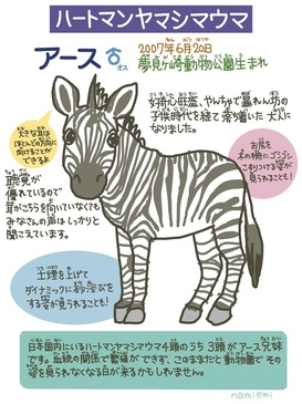 ハートマンヤマシマウマ紹介_01.jpg