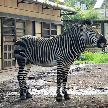 ハートマンヤマシマウマ紹介_06.jpg