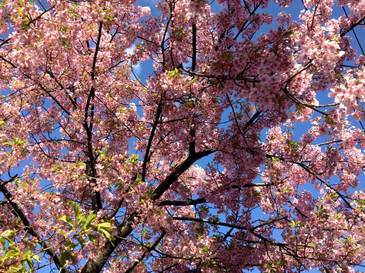 川津桜2014