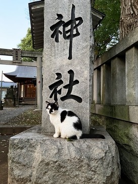 猫と神社_01.jpg