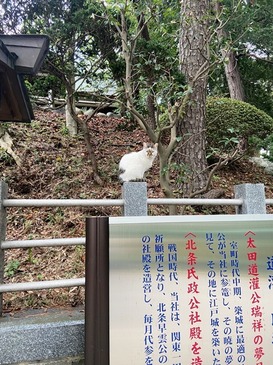 猫と神社_07.jpg