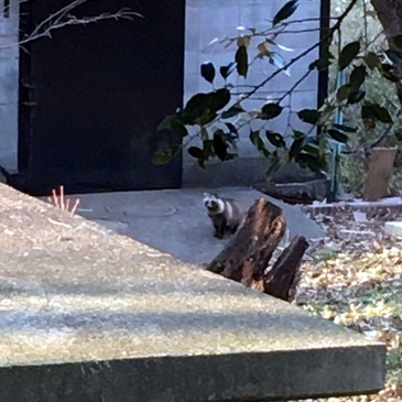 kaseyama_tanuki.jpg