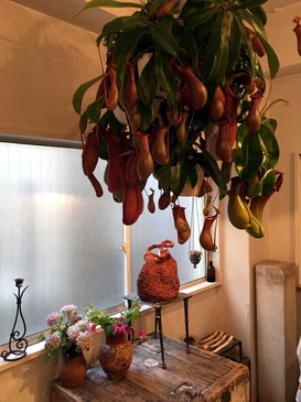 kokia_haiiro_2018_05.jpg