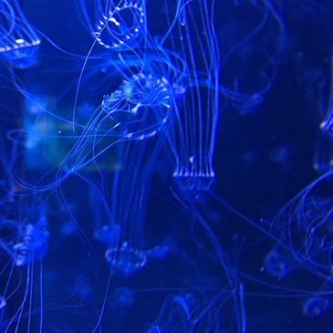 marinpia_07.jpg