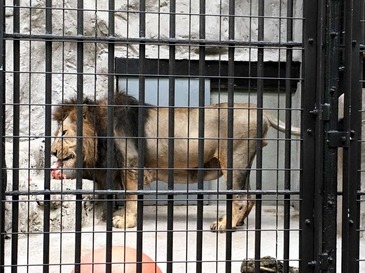 nogeyama_zoo_2020.10_08.jpg