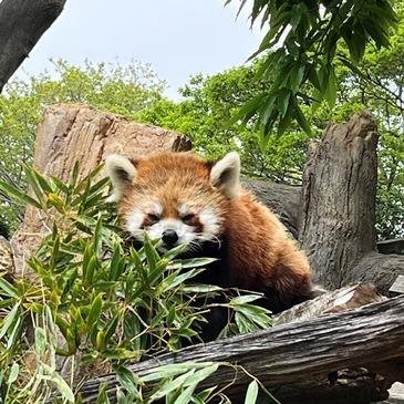 nogeyama_zoo_2025.4_06.JPG