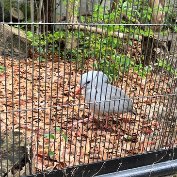 nogeyama_zoo_2025.4_15.JPG