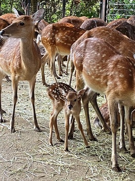yumami_zoo_2023.8_014.JPG